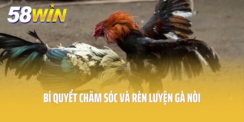 Bí quyết chăm sóc và rèn luyện gà nòi được các sư kê chia sẻ