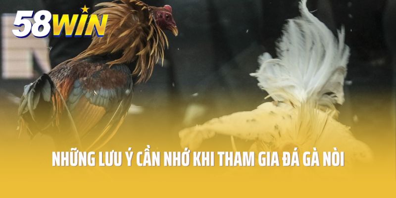 Những lưu ý cần nhớ khi tham gia đá gà nòi