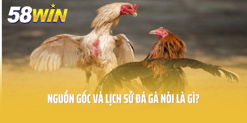 Nguồn gốc và lịch sử đá gà nòi là gì?